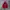 Dickies Spellout Velvet Logo Hoodie - Maroon photo 1