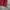 Dickies Vintage Casual Hoody Pria burgundy red photo 5