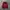 Dickies Vintage Casual Hoody Pria burgundy red photo 1