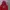Dickies Spellout Velvet Logo Hoodie - Maroon photo 2