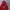 Dickies Spellout Velvet Logo Hoodie - Maroon