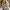 Polo Ralph Lauren Luxury Casual Harrington jacket Pria tan photo 8