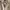 Polo Ralph Lauren Luxury Casual Harrington jacket Pria tan photo 6