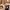 Carhartt Skater Casual Harrington Jacket Pria Brown