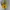 Forever 21 Casual Crop top Wanita orange yellow photo 4