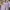 Cotton On Lolita Coquette Crop top Wanita purple pink photo 3