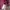 PPFM Luxury Formal shirt Pria multicolor photo 4