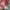 Avirex Luxury Formal shirt Pria red photo 4