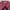 Sandro Paris Luxury Blouse Wanita burgundy photo 2