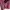 Sandro Paris Luxury Blouse Wanita burgundy photo 3