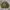 Russell Athletic Streetwear Sweatshirt Pria green photo 1