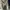 Casual Trench coat Wanita cream photo 1