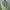 Uniqlo Casual Polo shirt Pria green photo 1