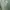 Burberry Casual Polo shirt Pria cream photo 1
