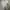 Burberry Casual Polo shirt Pria cream photo 6