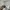 Burberry Casual Polo shirt Pria cream photo 7