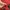 Burton Gorpcore Windbreaker Pria burgundy red photo 5