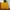 Napapijri Gorpcore Suit Pria yellow photo 1