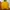 Napapijri Gorpcore Suit Pria yellow photo 7