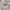 Ben Davis Indie Casual Bomber jacket Pria cream photo 5