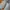 Compass Casual Sneakers Pria cream photo 2