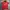 Polo Ralph Lauren Vintage Casual Casual Shirt Pria Red