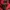 Millet Vintage Sweatshirt Pria red black photo 3