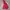 Dickies Gorpcore Puffer jacket Pria red photo 2