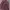 Issey Miyake Minimalist Cardigan Wanita purple photo 3