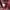 Converse Vintage Streetwear Suit Pria red black photo 3
