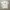 Gramicci Streetwear Minimalist T-shirt Wanita white photo 1