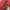 Beanpole Vintage Avant Garde Harrington jacket Pria red photo 6