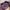 MLB Vintage Y2K Bomber jacket Pria gold purple photo 5