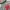 Dickies Streetwear Hoody Pria red gray photo 1