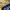 Adidas Sportswear Short Pria blue yellow photo 6
