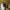 Executive Casual Sweatshirt Pria yellow photo 4