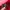  Timbuk2 Gorpcore Bag Pria red photo 5