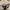 The North Face Streetwear Minimalist Formal pants Pria khaki cream photo 3