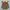 Avirex Grunge Goth Parka Pria green orange photo 1