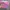 Casual Hoody Wanita pink photo 2