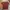 Avirex Streetwear Casual T-shirt Pria burgundy photo 5