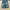 DogTown Y2K Skater Short Pria gray blue photo 5