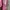 Tommy Hilfiger Streetwear Casual Shirt Wanita pink photo 4