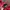 Adidas Vintage Y2K Hoody Pria red photo 3
