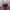 Nike Streetwear Sportswear Hat Pria burgundy red photo 2