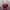 Nike Streetwear Sportswear Hat Pria Burgundy Red