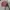 Cosplay Casual Sweater Wanita pink photo 7