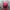 Japanese brand Streetwear Casual Hat Pria red photo 5