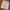 Tommy Hilfiger Minimalist Short Pria cream photo 2
