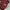 Casual Shoulder bag Wanita burgundy photo 5